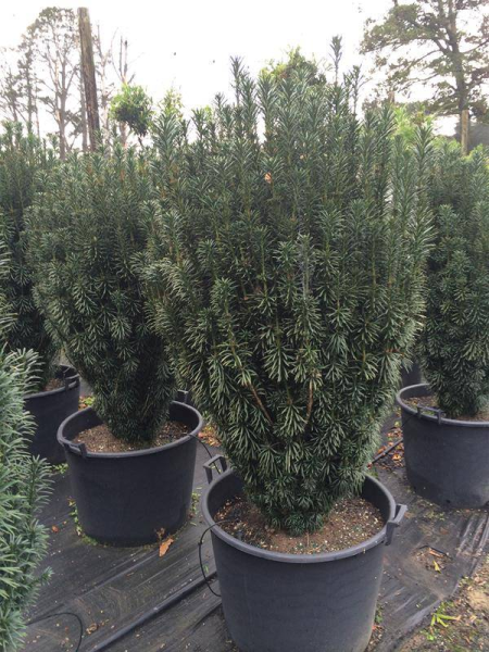 Cephalotaxus harringtonia (Fastigiata) Plum Yew Evergreen Trees Direct