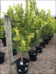 Citrus - Lemon Lisbon 40cm Evergreen Trees Direct