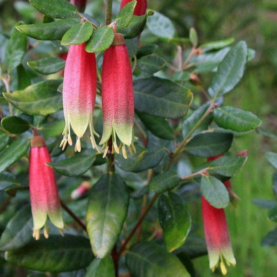 Correa 'Tucker Time Dinner Bells' 33cm Evergreen Trees Direct