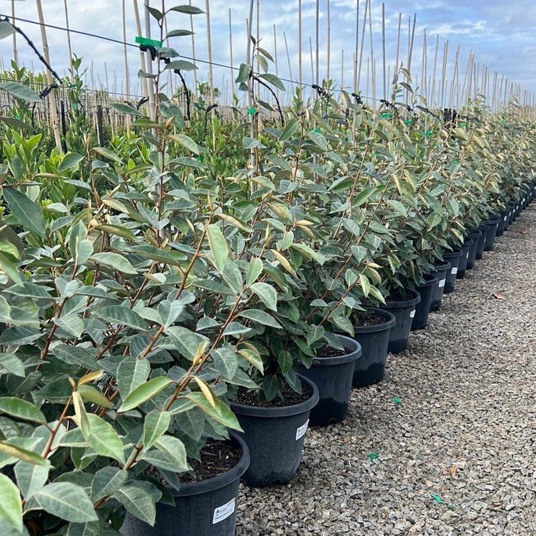 Elaeagnus Ebbingei 30cm Evergreen Trees Direct