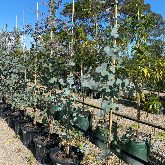 Eucalyptus cephalocarpa 40cm Evergreen Trees Direct