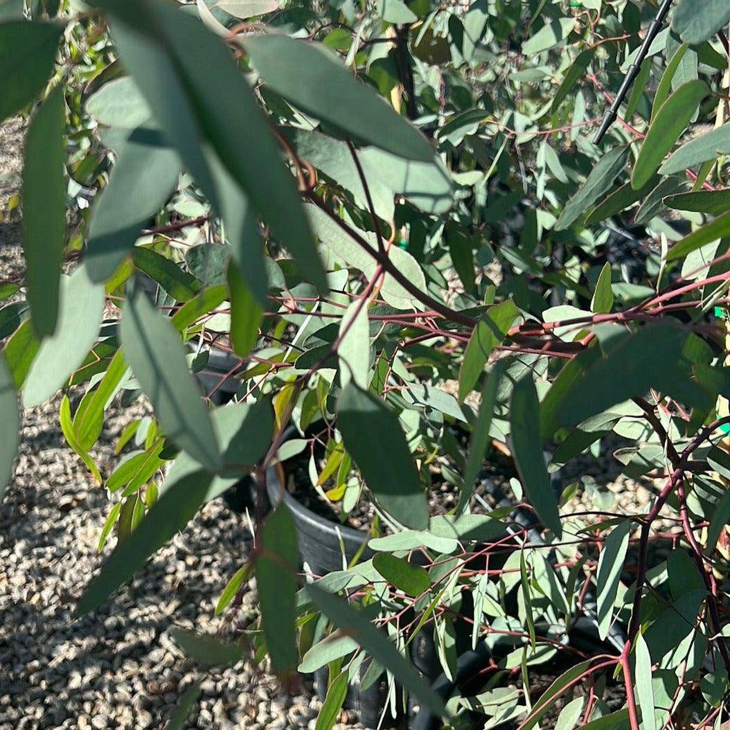 Eucalyptus melliodora