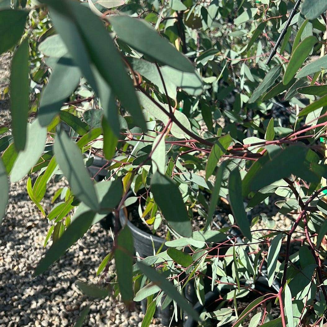 Eucalyptus melliodora 35AP Evergreen Trees Direct