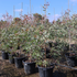 Eucalyptus sideroxylon 'Rosea' Evergreen Trees Direct