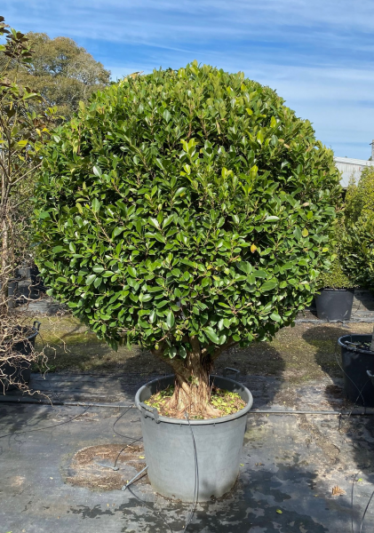Ficus Emerald Standards