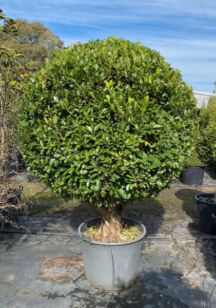 Ficus Emerald Standards 130L Evergreen Trees Direct