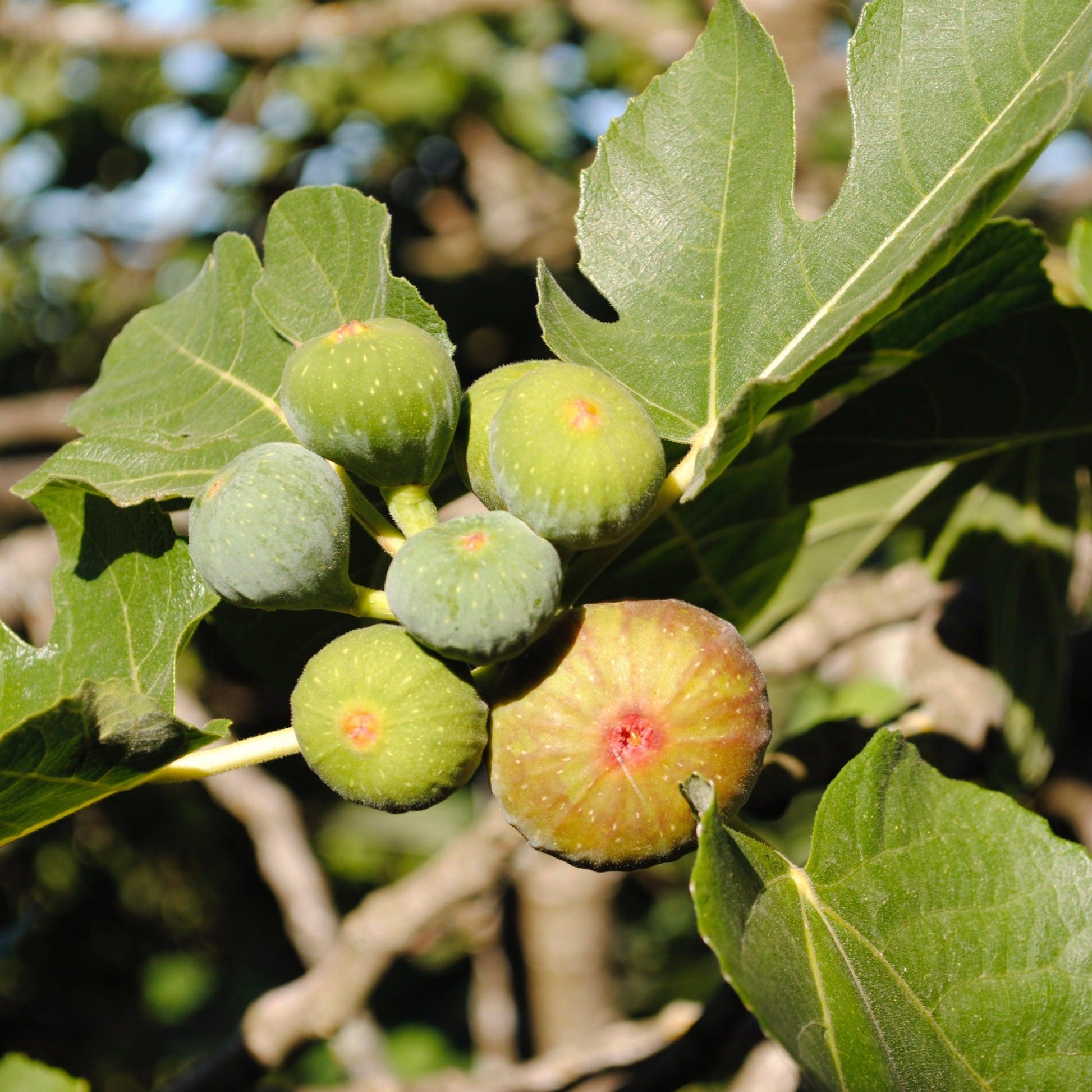 Ficus carica 'Brown Turkey' Fig Evergreen Trees Direct