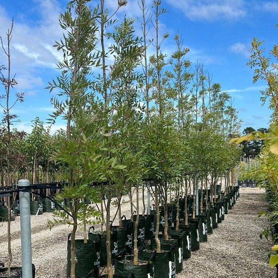 Fraxinus angustifolia 'Raywoodii' Evergreen Trees Direct