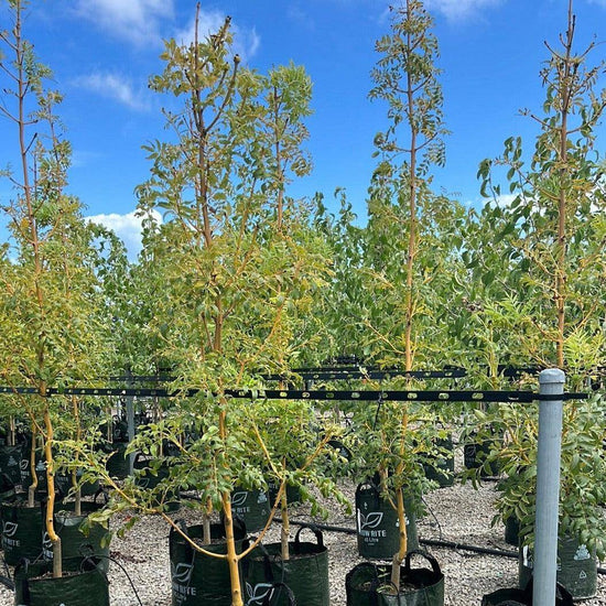 Fraxinus excelsior 'Aurea' 45L Bag Evergreen Trees Direct