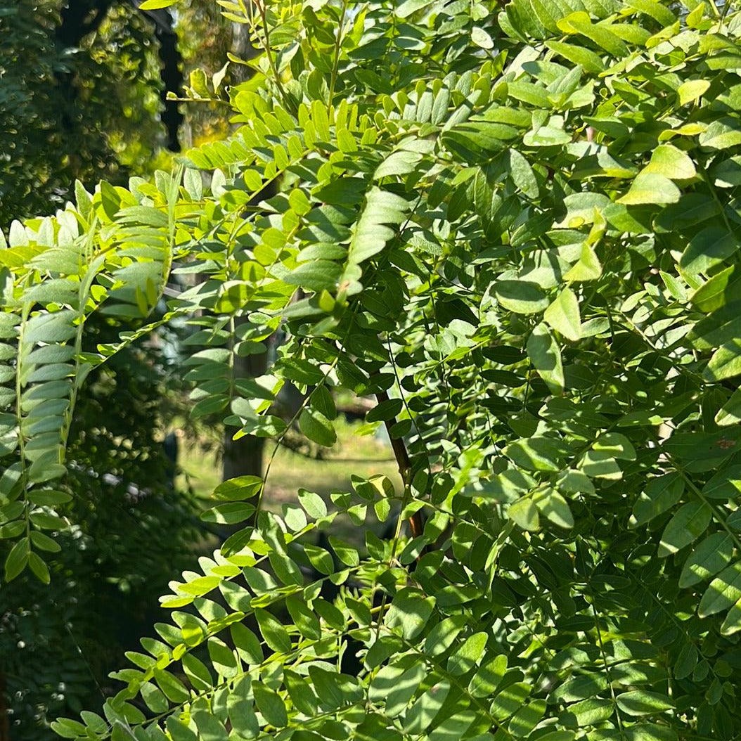 Gleditsia triacanthos 'Elegantissima' 100L Evergreen Trees Direct