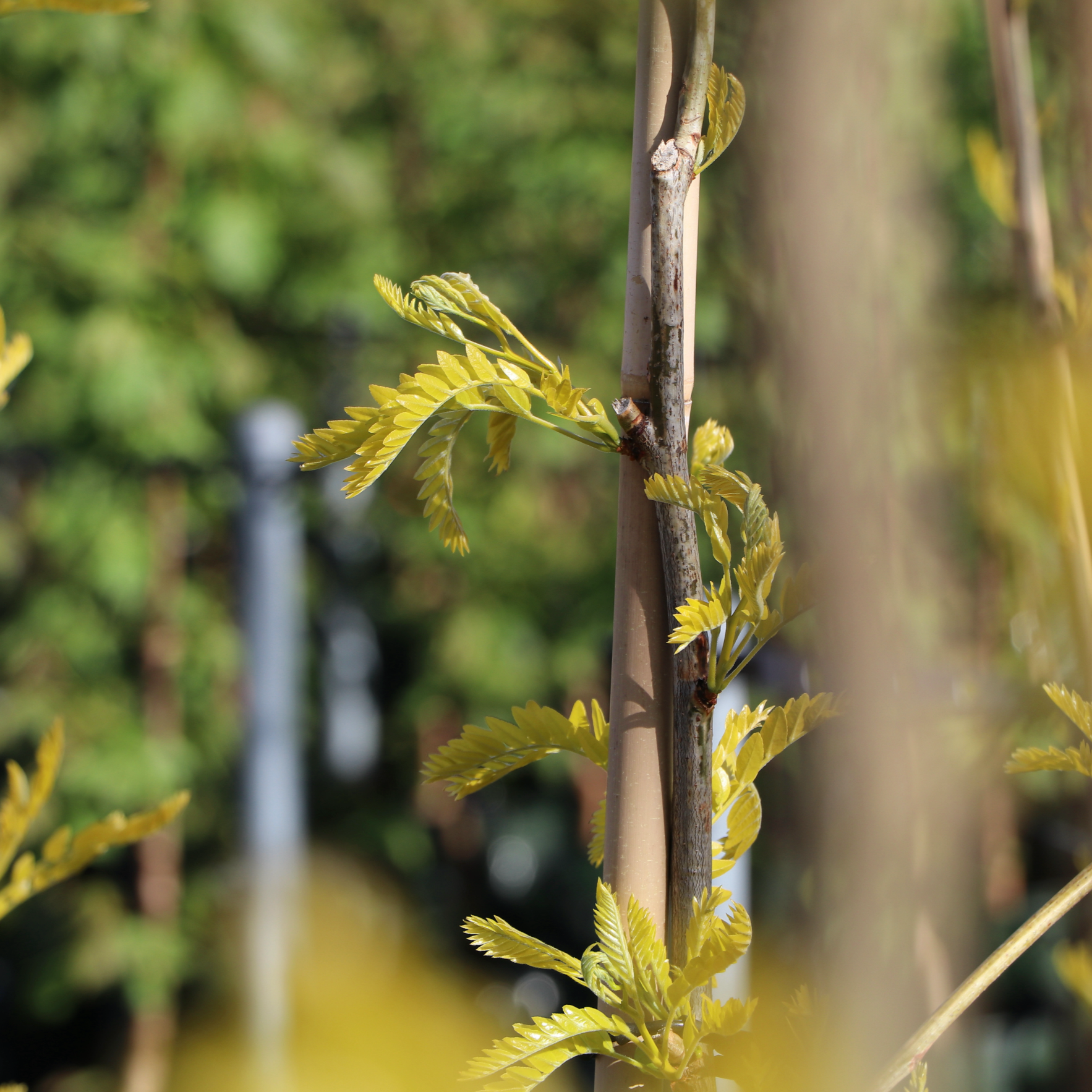 Gleditsia triacanthos 'Sunburst' Evergreen Trees Direct