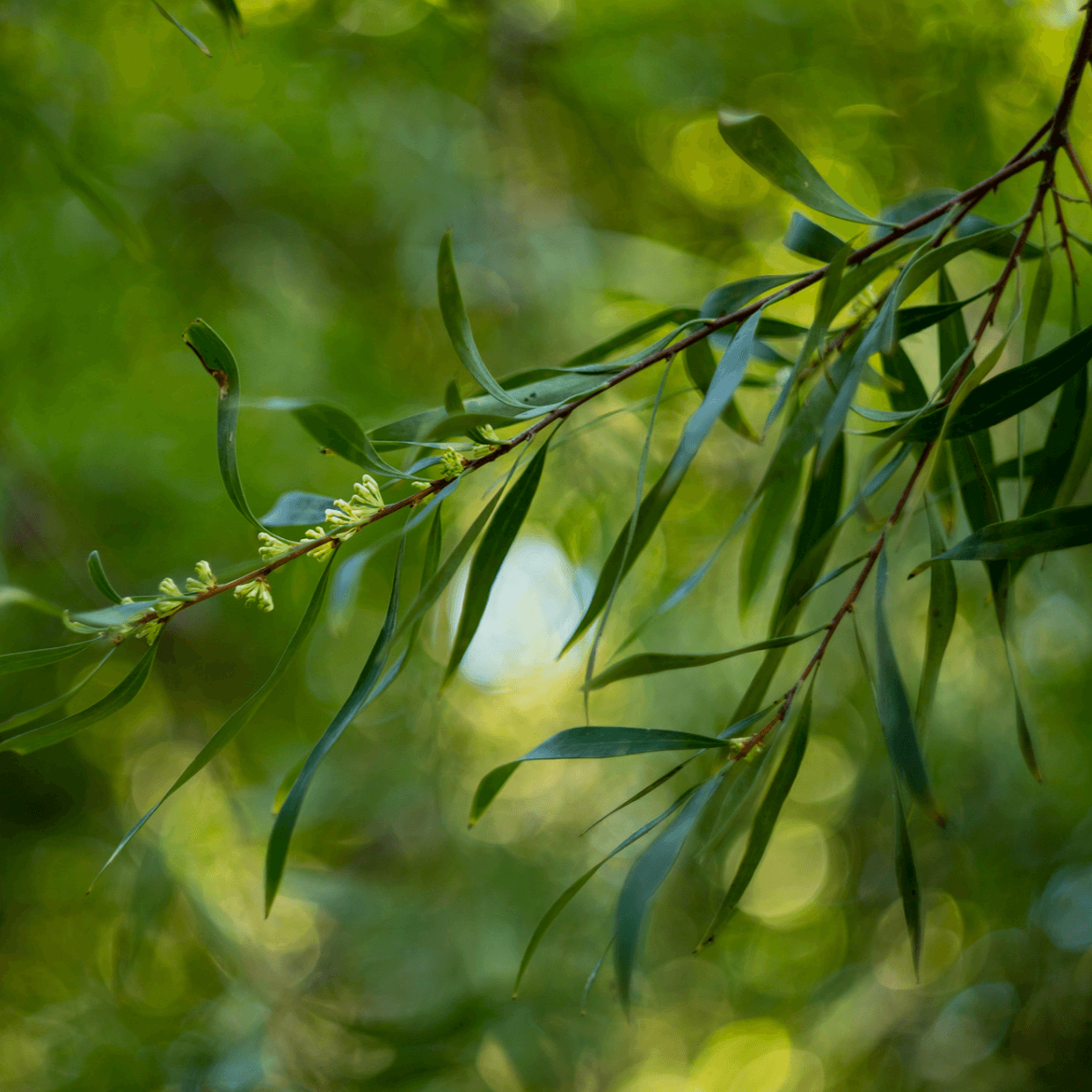 Hakea salicifolia 45L Evergreen Trees Direct