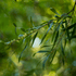 Hakea salicifolia 45L Evergreen Trees Direct