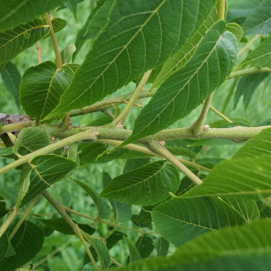 Juglans nigra 'Black Walnut' 40cm Evergreen Trees Direct