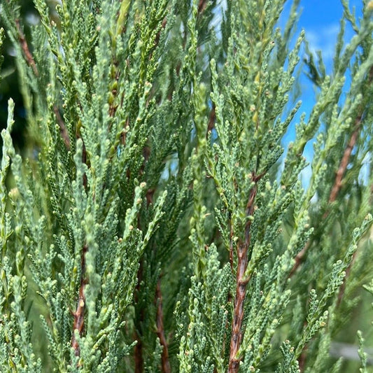 Juniperus scopulorum 'Skyrocket' 40cm Evergreen Trees Direct