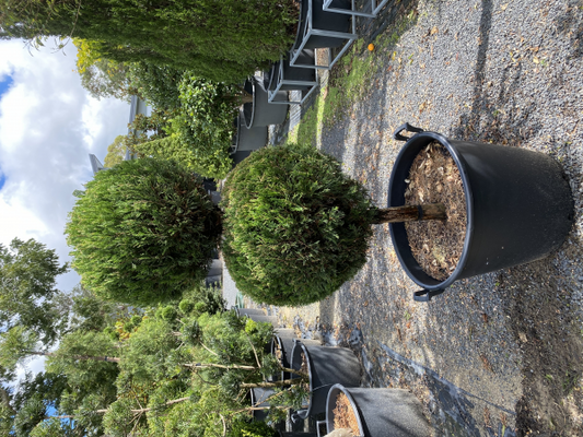Juniperus virginiana Spartan Double balls 90L Evergreen Trees Direct
