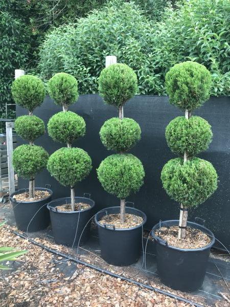 Juniperus virginiana Spartan Triple Balls 90L Evergreen Trees Direct