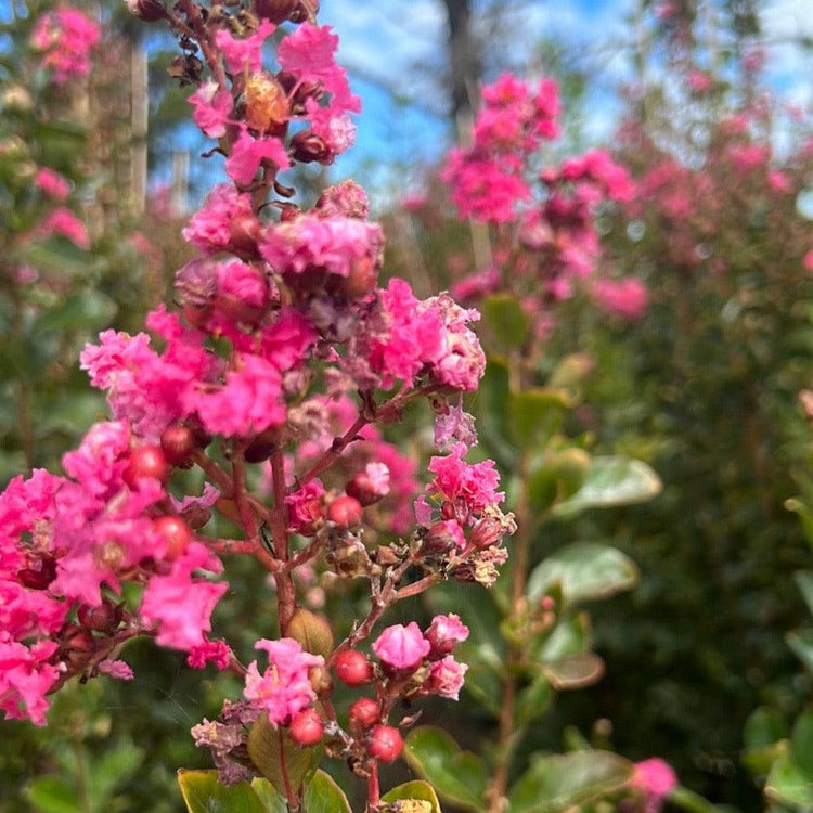 Lagerstroemia indica 'Hopi' - Crepe Myrtle Evergreen Trees Direct