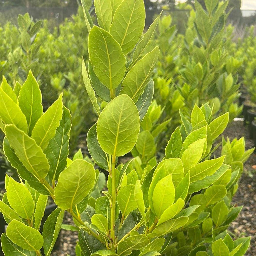 Laurus nobilis 'Baby Bay' Evergreen Trees Direct