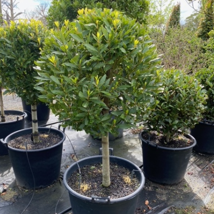 Laurus nobilis Bay Leaf Standards 90L Evergreen Trees Direct