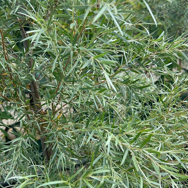 Leptospermum brachyandrum 'Jack Frost' Evergreen Trees Direct