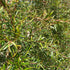 Leptospermum petersonii Evergreen Trees Direct