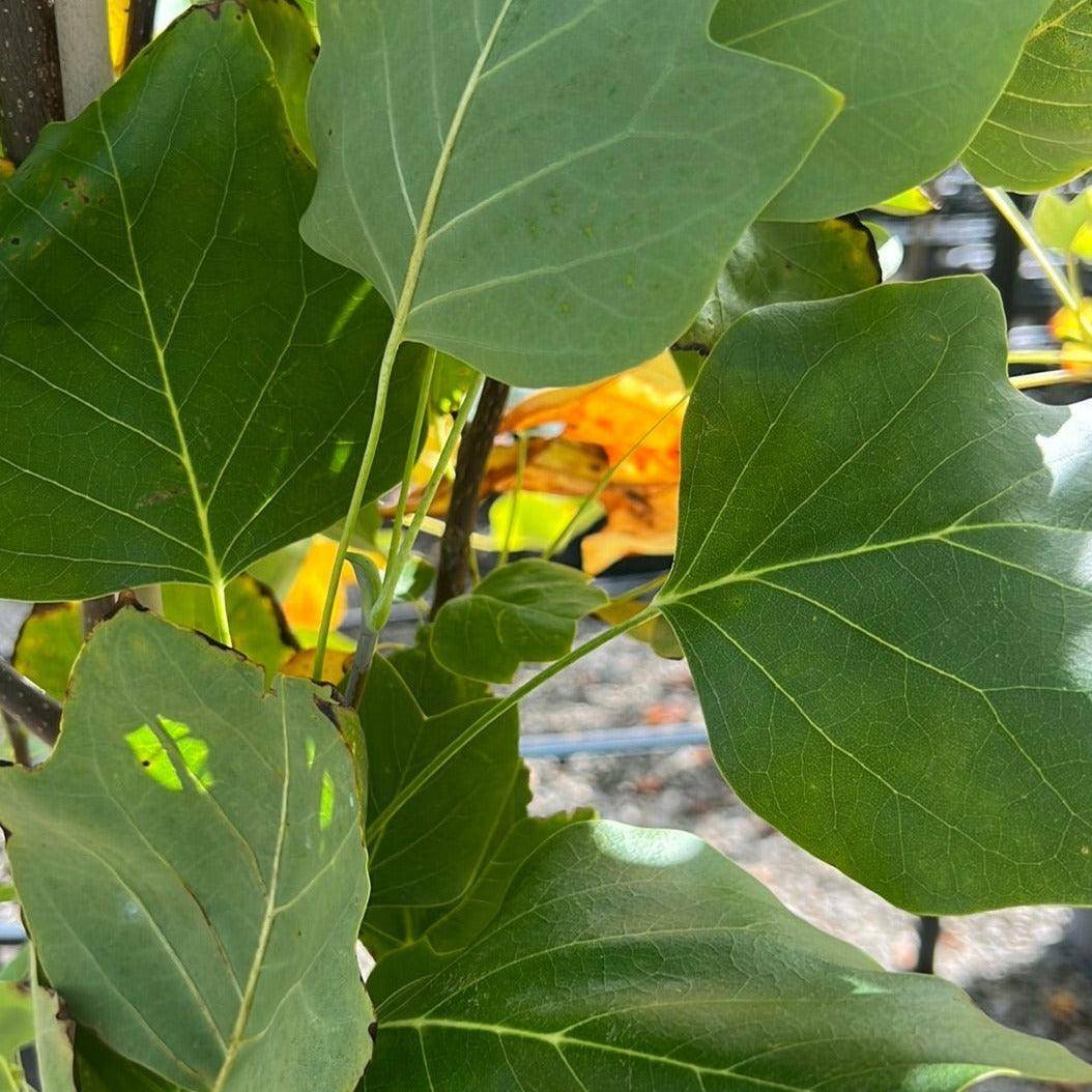 Liriodendron tulipifera 40cm Evergreen Trees Direct