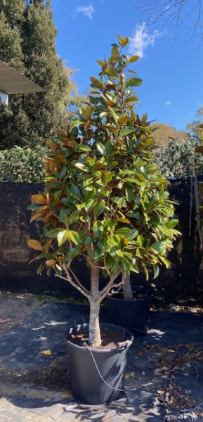 Magnolia grandiflora Exmouth Tall cones 90L Evergreen Trees Direct