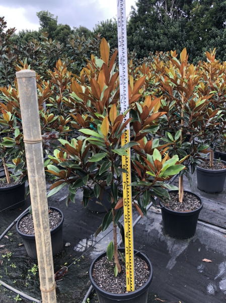 Magnolia grandiflora Sweet and Neat 40cm Evergreen Trees Direct