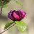 Magnolia x soulangeana 'Black Tulip' Evergreen Trees Direct