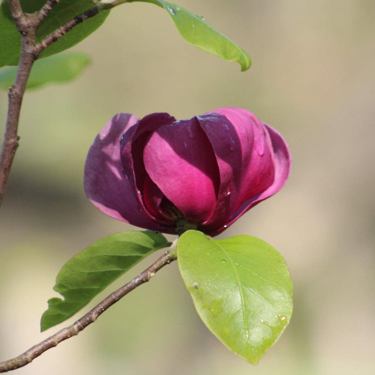 Magnolia x soulangeana 'Black Tulip' Evergreen Trees Direct