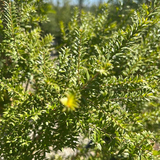Melaleuca lanceolata 40cm Evergreen Trees Direct