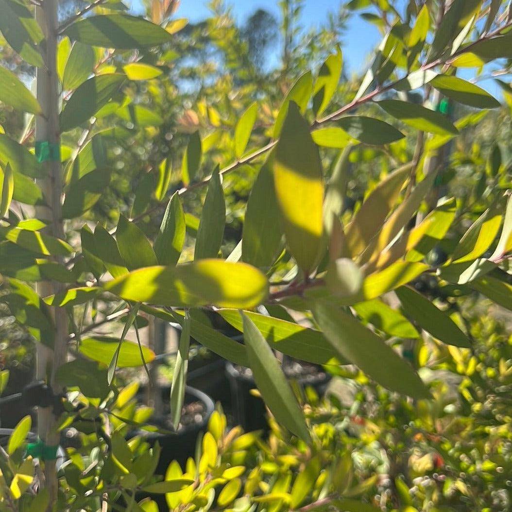 Melaleuca quinquenervia 40cm Evergreen Trees Direct