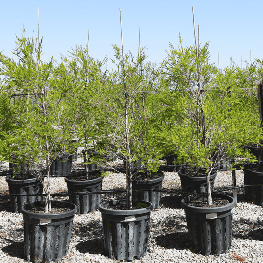 Melaleuca bracteata 'Revolution Green'