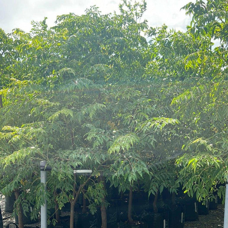 Melia azedarach 'Lilac Lady' - Evergreen Trees Direct