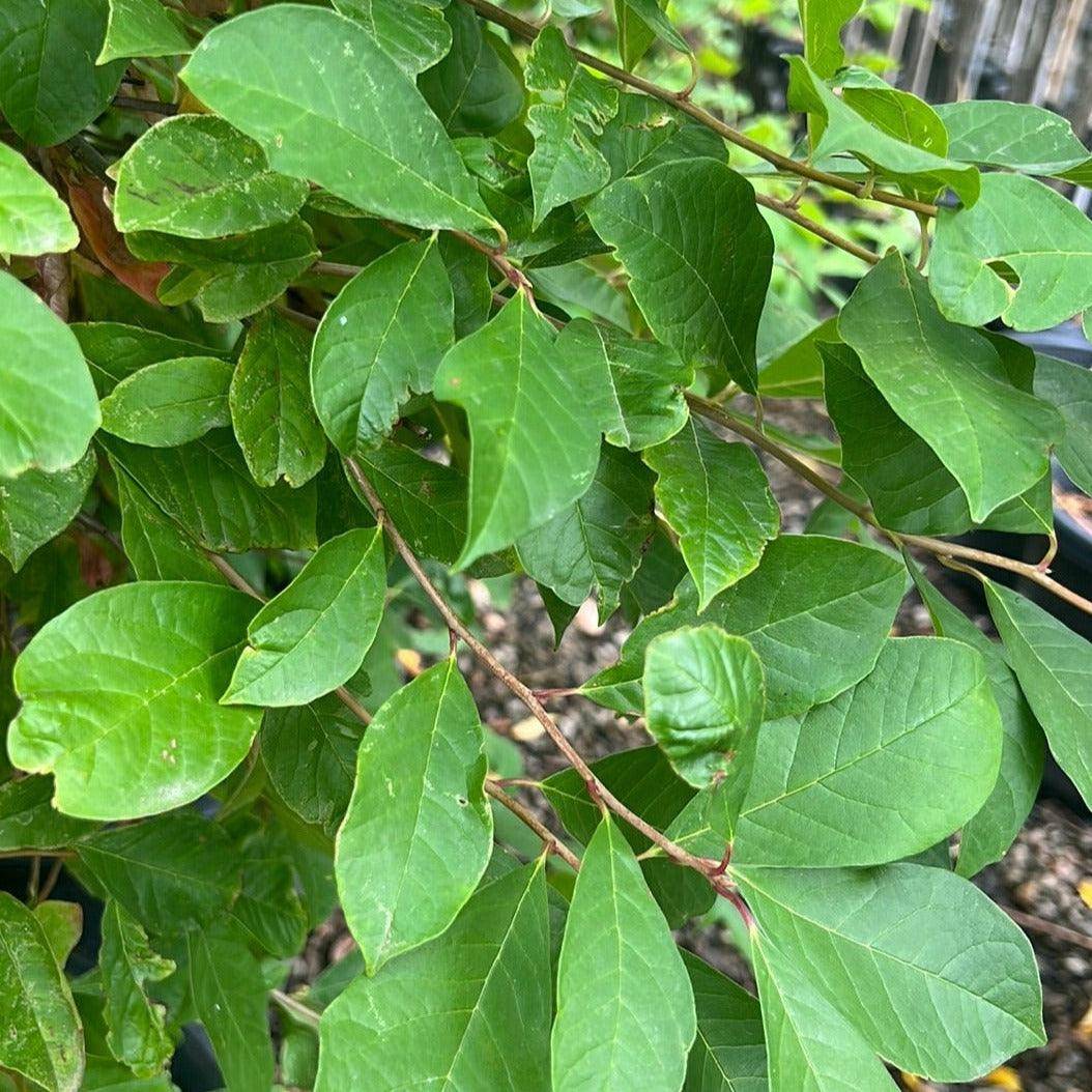 Nyssa sylvatica 40cm Evergreen Trees Direct