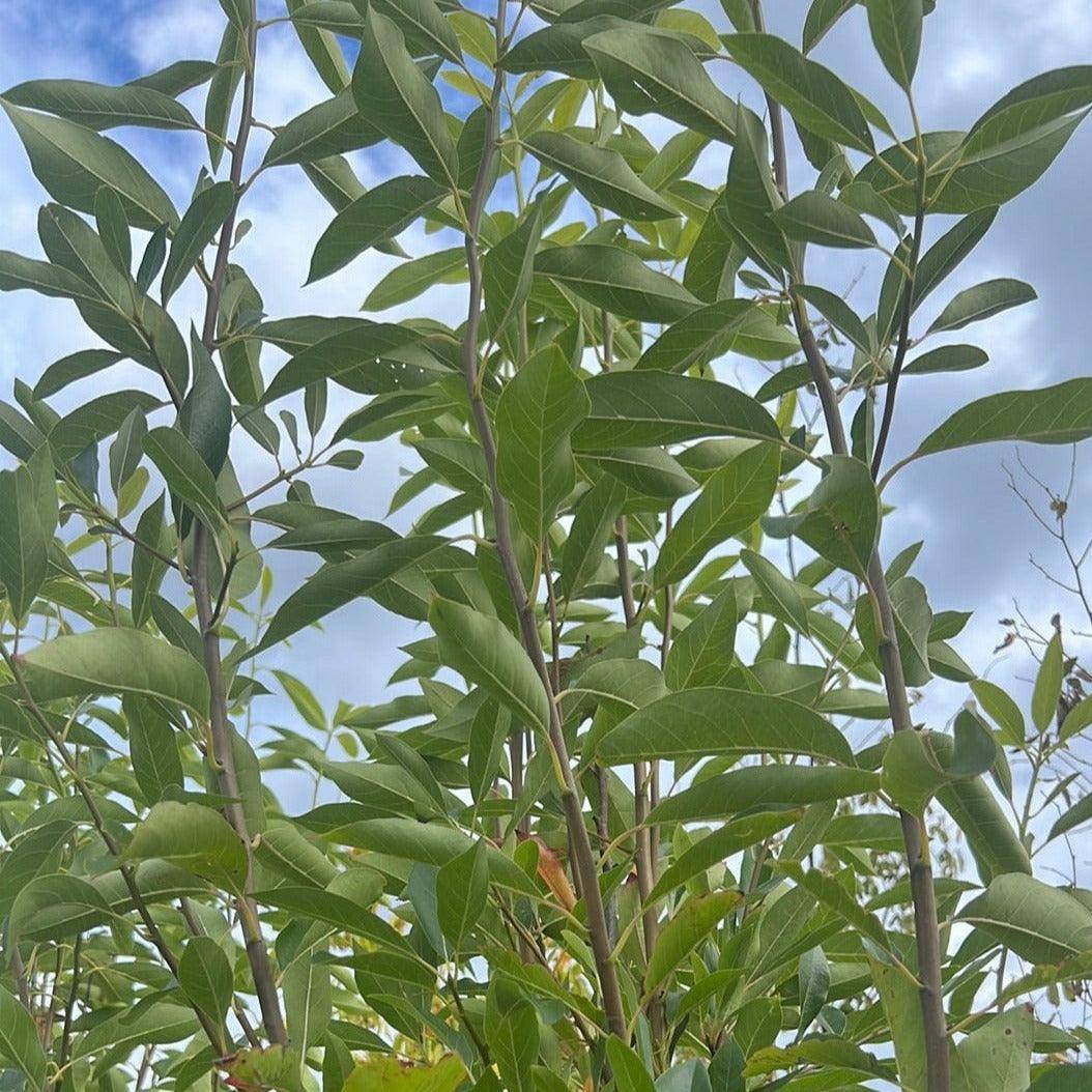Nyssa sylvatica 'Forum' 100L Evergreen Trees Direct