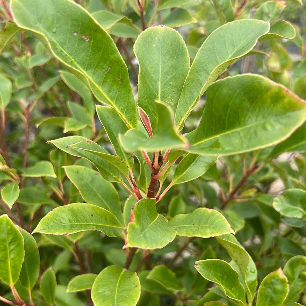 Photinia glabra 'Super Red' 40cm Evergreen Trees Direct