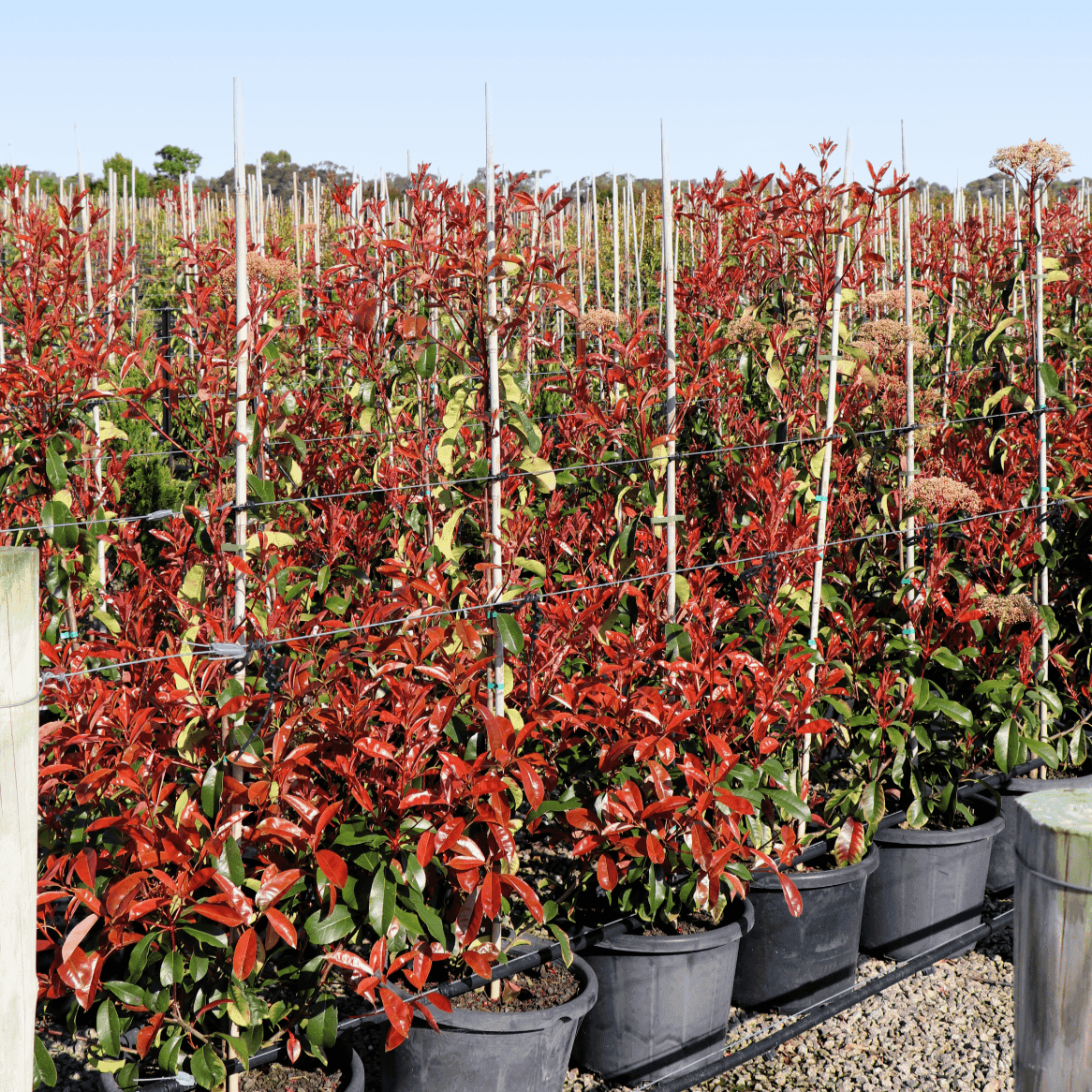 Photinia robusta 40cm Evergreen Trees Direct
