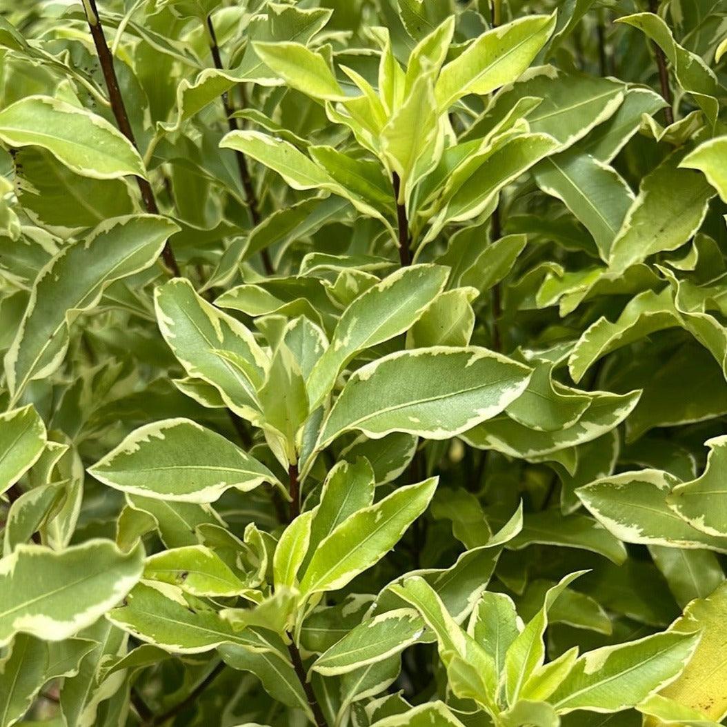 Pittosporum eugenoides 'Variegated' 40cm Evergreen Trees Direct