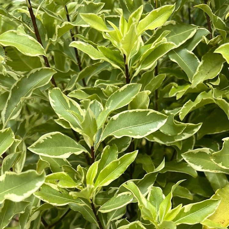Pittosporum eugenoides 'Variegated' 40cm Evergreen Trees Direct