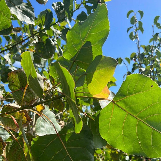 Populus deltoides 45L Bag Evergreen Trees Direct