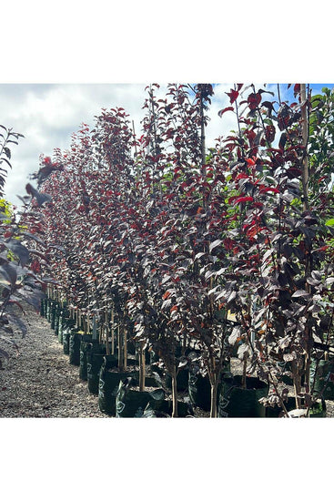 Prunus cerasifera 'Nigra' 45L Bag Evergreen Trees Direct