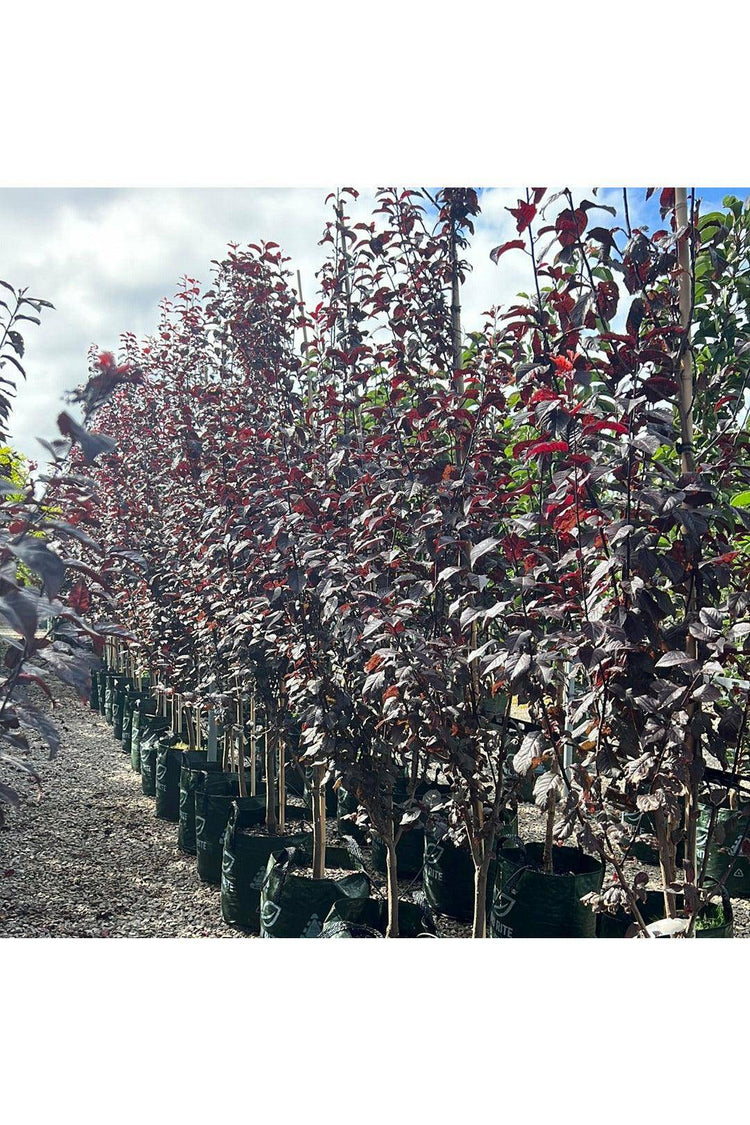 Prunus cerasifera 'Nigra' 45L Bag Evergreen Trees Direct