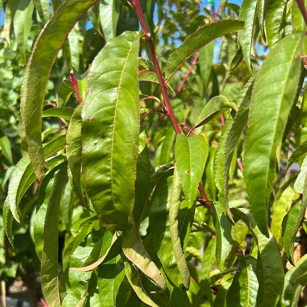 Prunus persica 'May Grand' Nectarine 40cm Evergreen Trees Direct