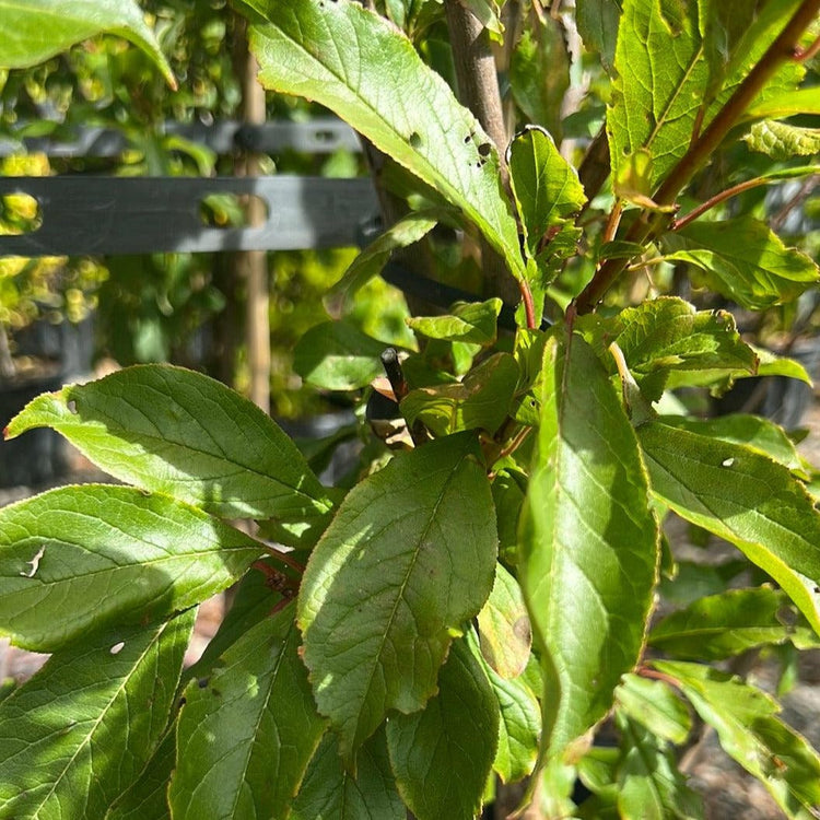 Prunus salicina 'Mariposa' Plum 40cm Evergreen Trees Direct