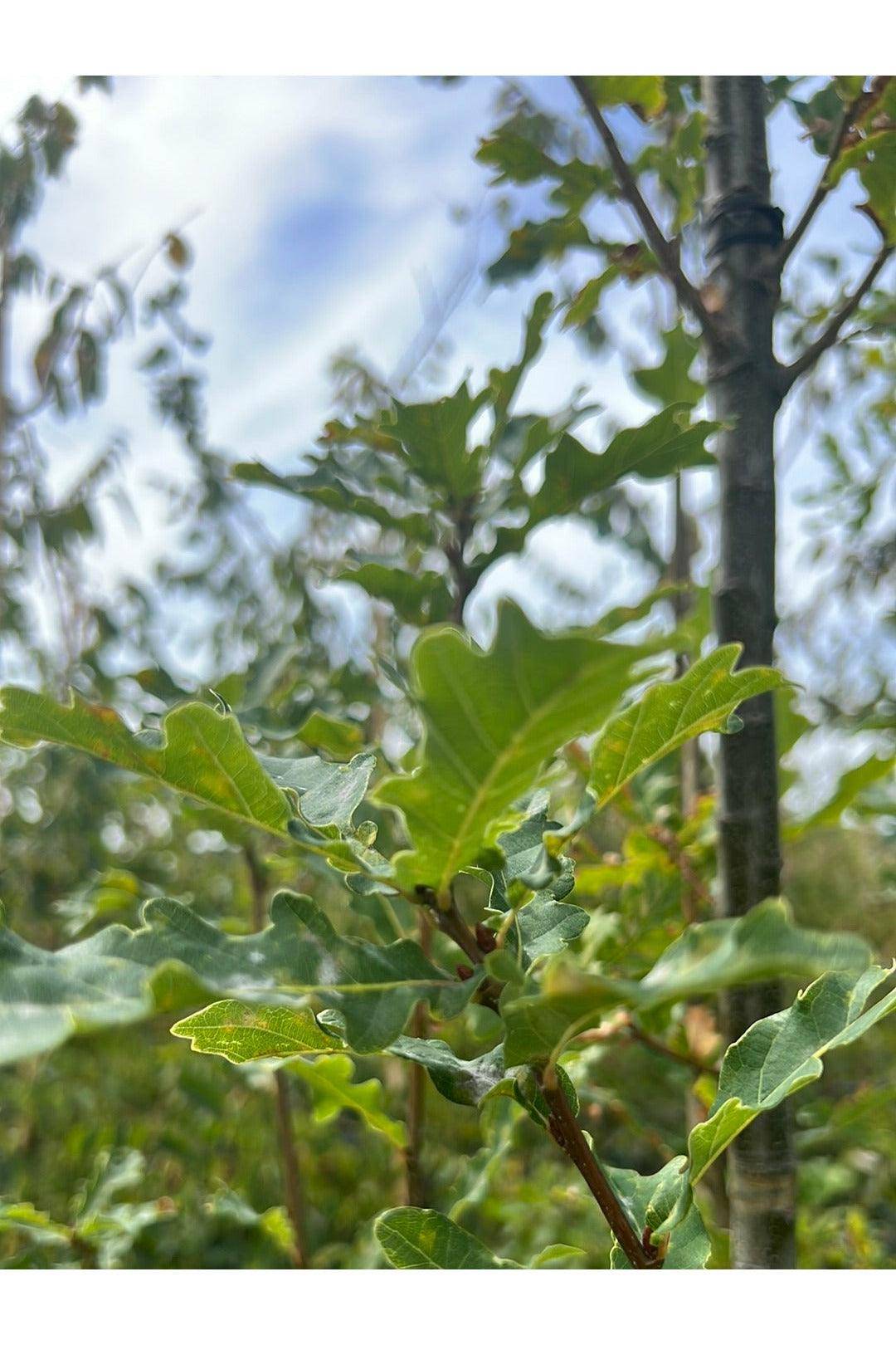 Quercus robur 'Fastigiata' 45L Bag Evergreen Trees Direct