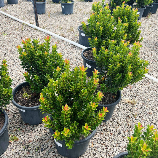 Rhaphiolepis indica 'Snow Maiden' 30cm Evergreen Trees Direct