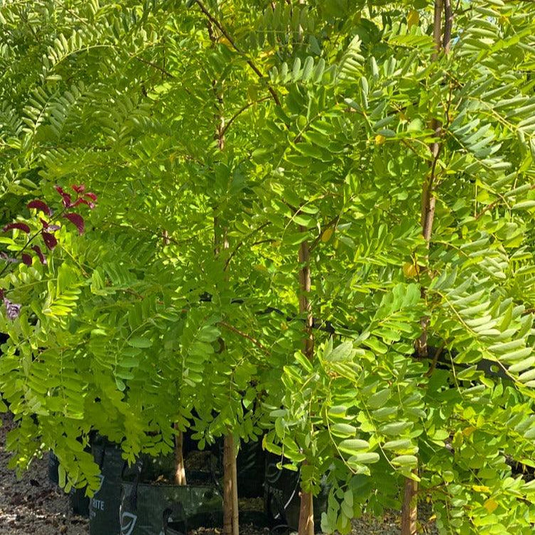 Robinia pseudoacacia 'Frisia' 200L Evergreen Trees Direct
