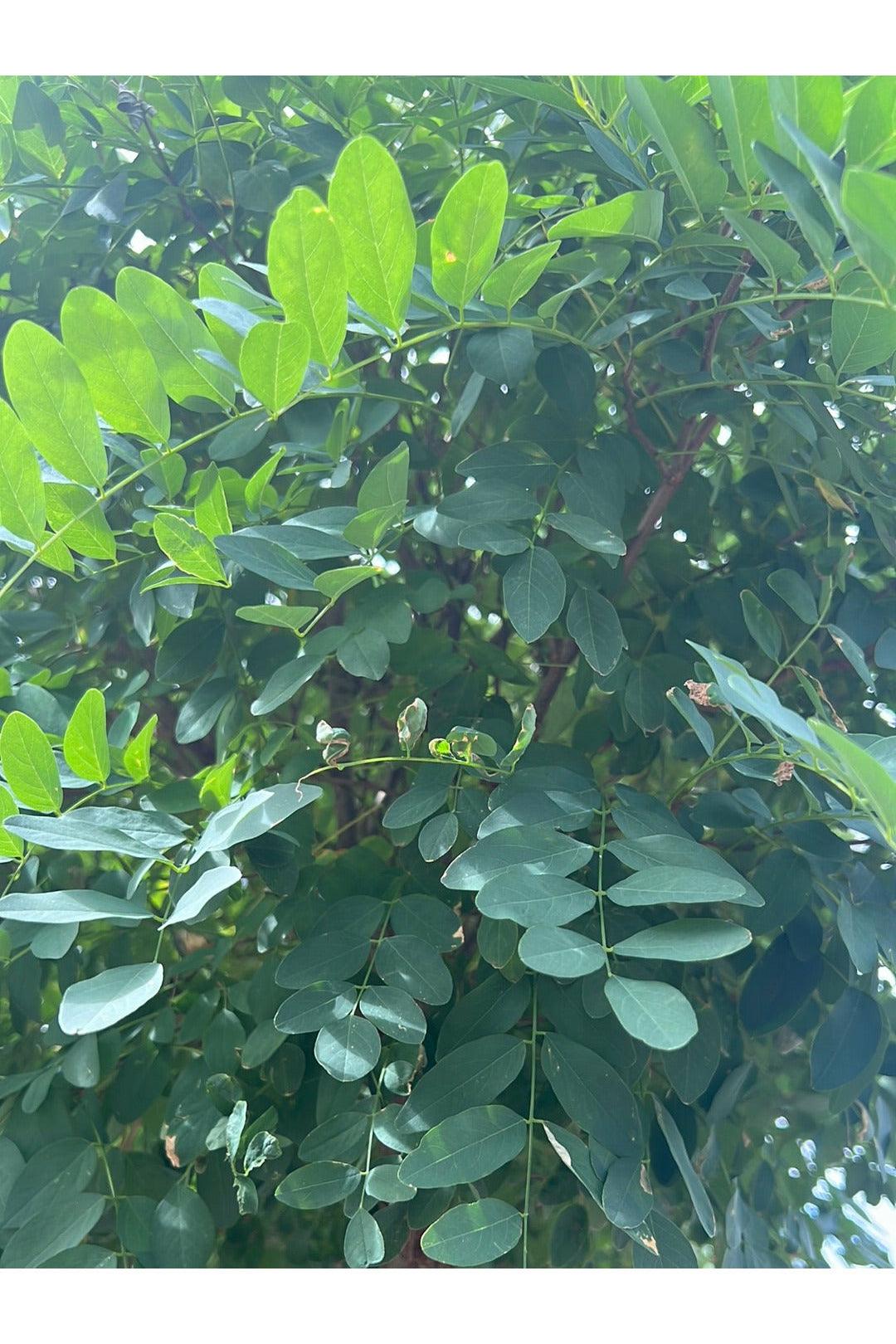 Robinia pseudoacacia 'Umbraculifera' - Mop Top STD 1.8m graft 50cm Evergreen Trees Direct